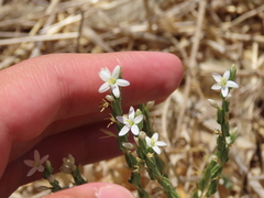 Schenkia spicata
