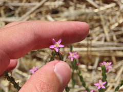Schenkia spicata