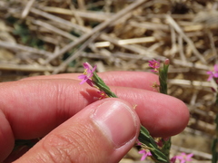 Schenkia spicata