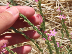 Schenkia spicata