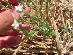 Schenkia spicata