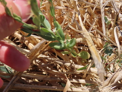 Schenkia spicata
