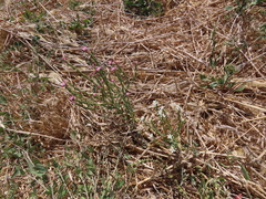 Schenkia spicata