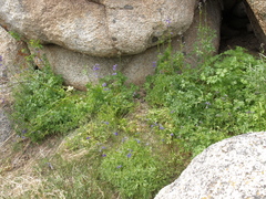 Delphinium polycladon