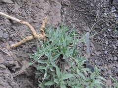 Gypsophila acutifolia