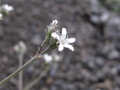 Gypsophila acutifolia