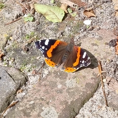 Vanessa atalanta