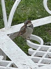 Passer domesticus