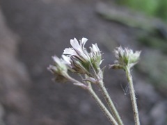 Gypsophila acutifolia