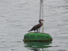 Phalacrocorax carbo