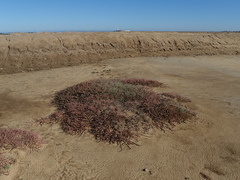 Salicornia pachystachya image