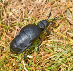 Meloe cicatricosus
