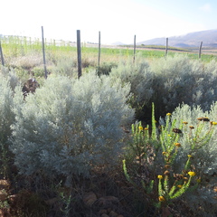 Aspalathus pedunculata