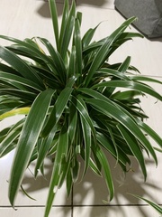 Chlorophytum laxum