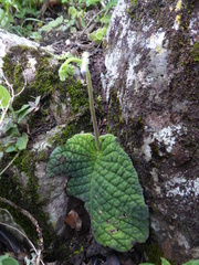 Streptocarpus confusus lebomboensis