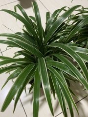 Chlorophytum laxum