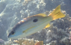 Lutjanus ehrenbergii