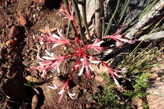 Brunsvigia striata