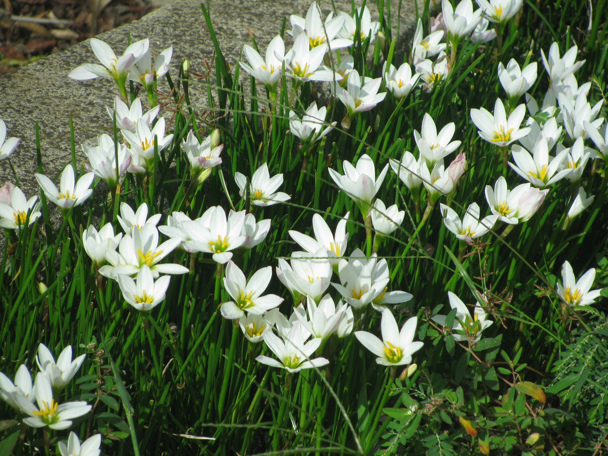 Zephyranthes candida