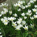 White Rain-Lily - Photo (c) Forest and Kim Starr, some rights reserved (CC BY)