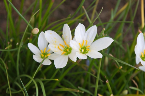 Zephyranthes candida