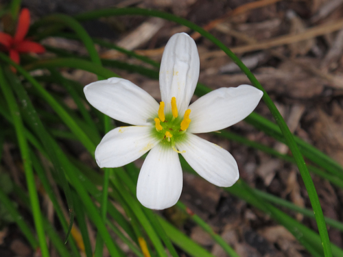 Zephyranthes candida