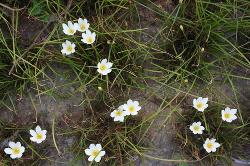 Zephyranthes candida