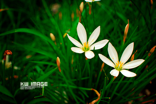 Zephyranthes candida
