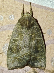 Ipimorpha subtusa