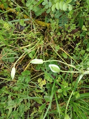 Ornithogalum umbellatum