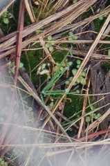 Isoetaceae