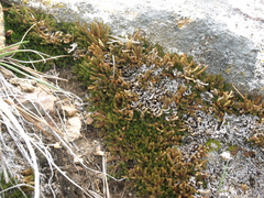 Selaginella watsonii