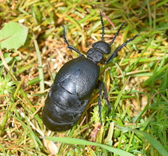 Meloe cicatricosus