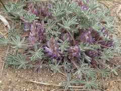 Lupinus lepidus utahensis