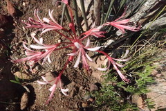 Brunsvigia striata