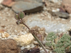 Lomatium foeniculaceum inyoense