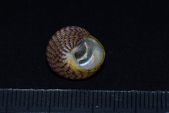 Steromphala divaricata