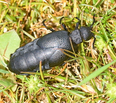 Meloe cicatricosus
