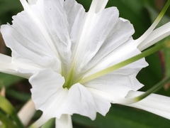 Hymenocallis littoralis