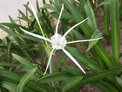 Hymenocallis littoralis