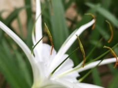 Hymenocallis littoralis