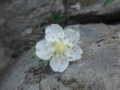 Potentilla alchimilloides