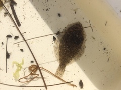 Rhombosolea retiaria