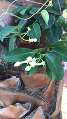 Stephanotis floribunda