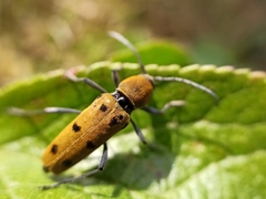 Chlorophorus glabromaculatus