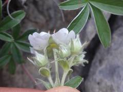 Potentilla alchimilloides