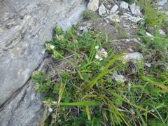 Teucrium pyrenaicum