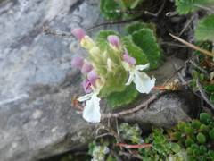 Teucrium pyrenaicum