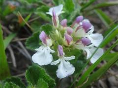 Teucrium pyrenaicum