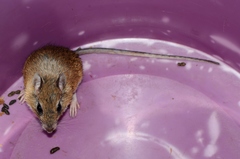 Gerbilliscus leucogaster